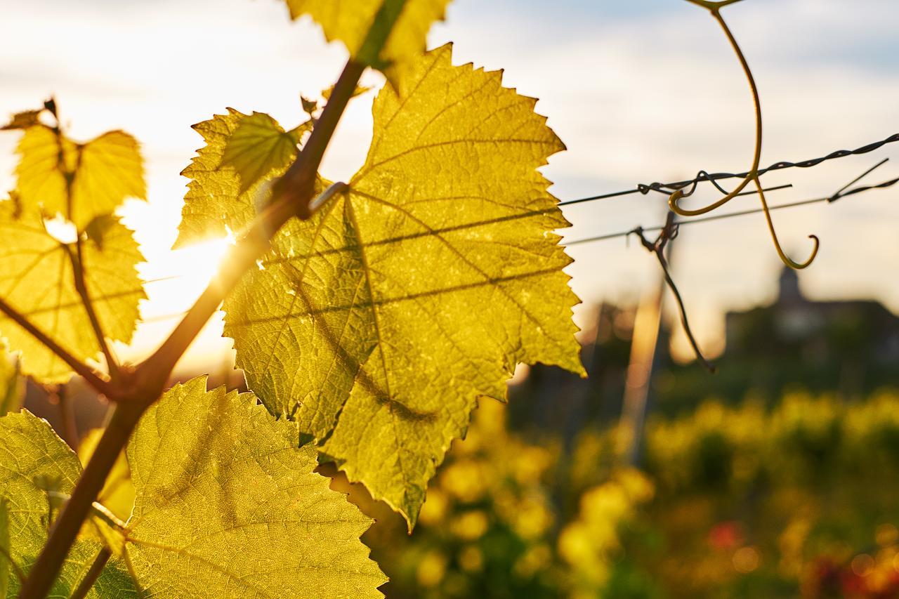 Loisium Wine & Spa Hotel Suedsteiermark Ehrenhausen Εξωτερικό φωτογραφία
